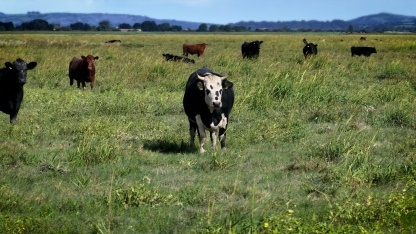Cattle grazing the saltmarsh at Steart, near Hinkley Point C